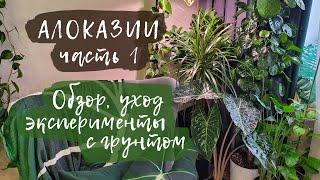 Обзор коллекции алоказий | Часть 1