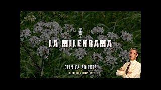 La Milenrama | Hierba Natural | Dr Elmo Rodríguez | Clínica Abierta