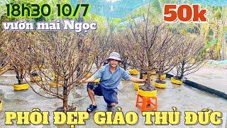 10/7 Hàng ngàn cây mai tàng Long An bị A Ngọc gom hết rồi lời vài chục là bán chỉ có ở Chợ Sài Gòn