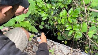 GAK NYANGKA‼️ MANCING DARI ATAS PARIT TERTUTUP PEPOHONAN DAPET CHANNA LIMBATA BESAR‼️