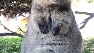 Quokka eating