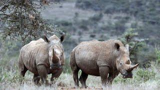 Tê giác #Rhinoceros sondaicus