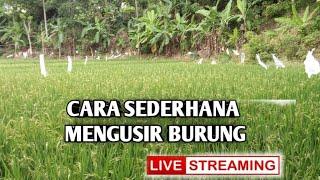 SEMANGAT TANI MANDIRI sedang live sekarang! CARA SEDERHANA MENGUSIR BURUNG