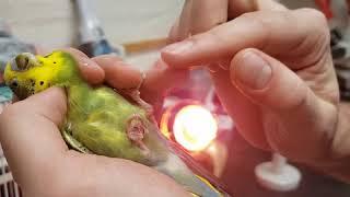 Parakeet medicine - Capture and restraint for administration of medication for a Budgerigar