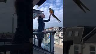 Pet Macaw Parrot Flying Off The Balcony #shorts