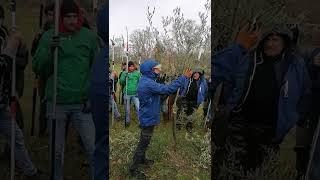 potatura olivo, come impostare un giovane albero. Docente Filippo Antonino Lonobile