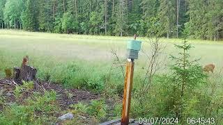 Zeiss Secacam - Roe Deer with Two Fawn