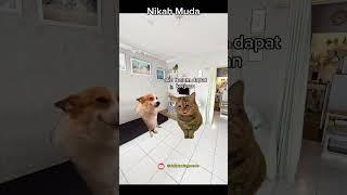 plot twist #kucingkocak #memekucing #kucinglucu