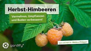 Herbst-Himbeeren vermehren und umpflanzen. Hierbei gleichzeitig den Boden verbessern!