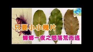 馬上去找「這種葉子」放在家裡各個角落，只需一夜，蟑螂從此消失在你家！！