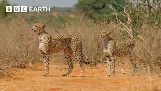 10 لحظه برتر یوزپلنگ | BBC Earth