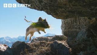 Cute Pika Steals Food From Neighbours | 4K UHD | Mammals | BBC Earth