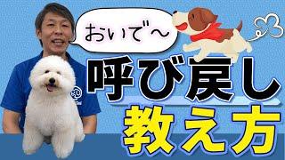 犬のしつけ 呼び戻しの教え方。来い。カム。「おいで」のコマンドはちょっと注意です！