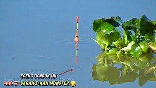 Panik..!dua pemancing sampai kuwalahan dapat ikan nila besar mancing di sunga liar