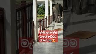 Sri Lankan elephants.#srilankanwildlife #elephants #wildsrilanka
