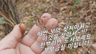 어설픈 산삼보다 100배 좋다!, 한뿌리만 생으로 먹어도 아내가 살려달라고 좋아 죽습니다