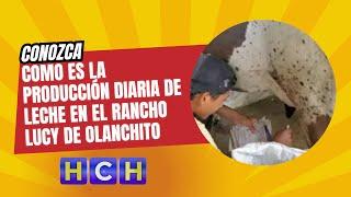 Conozca como es la producción diaria de leche en el rancho Lucy de Olanchito, Yoro