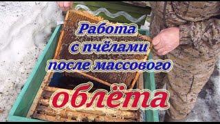 Первые пасечные работы с семьями после массового облёта пчёл.  Beekeeping.