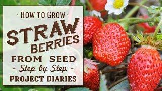  How to: Grow Strawberries from Seed (A Complete Step by Step Guide)