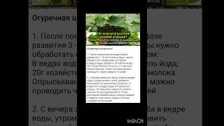 дачные советы по огурцам