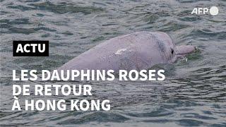 A Hong Kong, les dauphins roses sont de retour | AFP