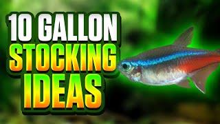 10 Gallon Stocking Ideas - Beginner-Friendly Fish For 10 Gallon Tanks!