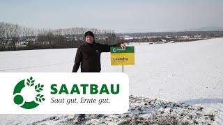 Sommerbraugerste LEANDRA im Herbstanbau | SAATBAU LINZ