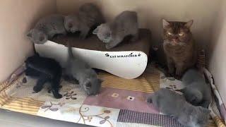 So adorable kittens compilation _ cute kittens videos