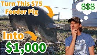 How to Turn a $75 Feeder Pig Into A $1,000 Hog