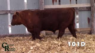 Caraway Red Angus Ranch- 101D