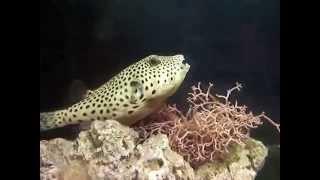 Giant puffer - Arothron stellatus - pesce palla gigante