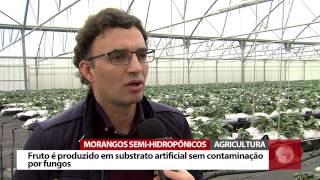 Morangos semi-hidropónicos