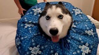 FUNNIEST Huskies  | BEST Compilation of Dogs