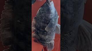 Caught this tautog under 9 degree weather ️