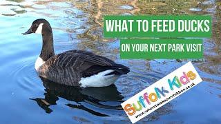 What to feed ducks on your next park visit with your family