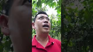Bà Con Đang Làm Cà Phê Hãy Xem Hết Video Này | Nông Nghiệp TKA
