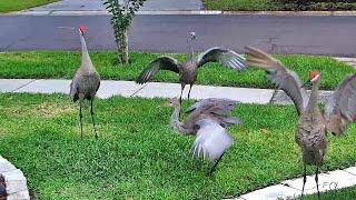 Cranes Playing FYV