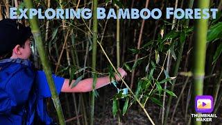 Exploring Bamboo Forest