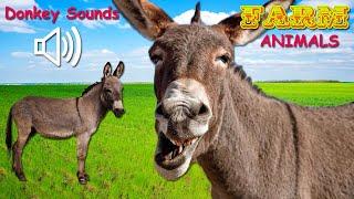 DONKEY SOUNDS - Donkey Sound Effects - Farm Animals (4K)