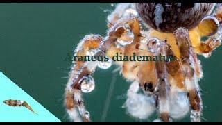 Križiak obyčajný (Araneus diadematus)