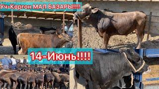 Уч-Коргон Мал базары!!!! 14-Июнь КОРБОСОНУЗ БОЛБОЙТ САПСИМ !!!!