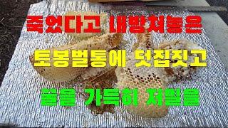 죽었다고 내방쳐놓은 토종벌통에 덧집짓고 꿀을가득히 저밀을