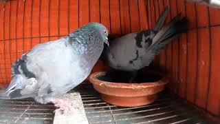 Jalali Pigeon Enjoy Their New House | Pigeon & Pets Bangladesh