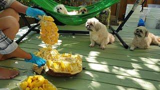 Gia đình bốn bé tuyệt vời dể thương bổ mít ăn||Family of four wonderful babies eating jackfruit.