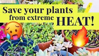 How I Kept My Plants ALIVE in the Hottest Summer Ever!