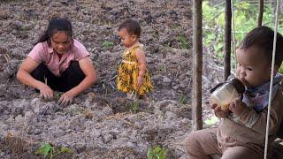 Tieu Ca TV - Race against time - plant tomatoes, potatoes, and fertilize corn.