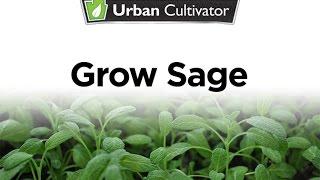 How To Grow Sage Indoors | Urban Cultivator