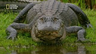 تمساح ميسيسيبي | أشرس الكائنات في العالم | ناشونال جيوغرافيك أبوظبي
