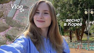 Весенний влог из Южной Кореи: цветение вишни и будни студента корейского университета