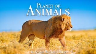 Animal Planet 4K - Scenic Wildlife Film With Inspiring Music